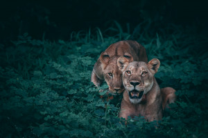 Dramat i lwie love story w irańskim zoo