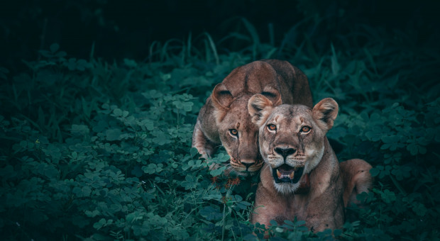 Dramat i lwie love story w irańskim zoo