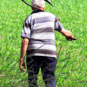 Rolnicy będą mogli nadal pracować na emeryturze