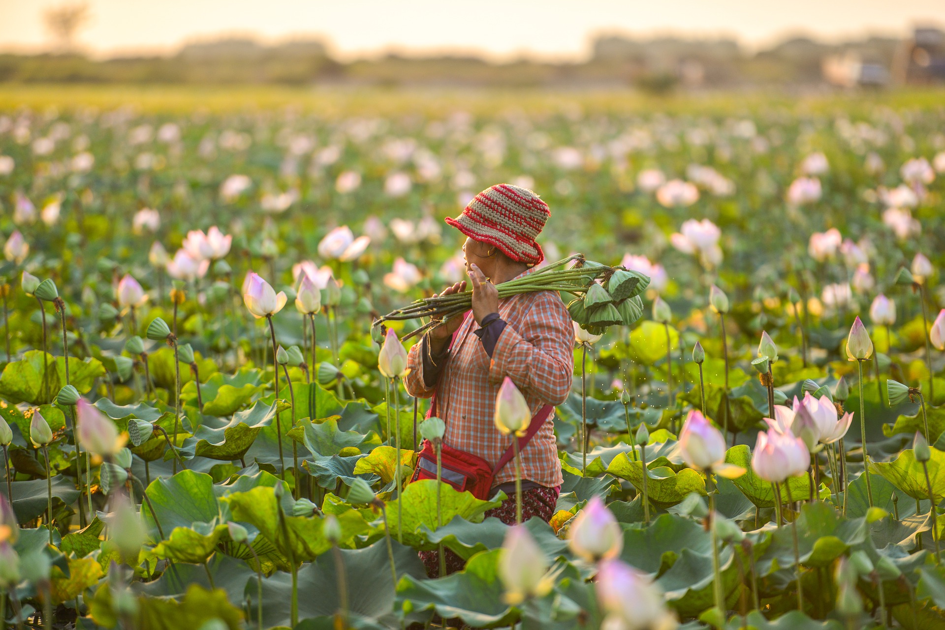 Gospodarka Kambodży oparta jest na rolnictwie (fot. Pixabay/Marco Torrazzina)