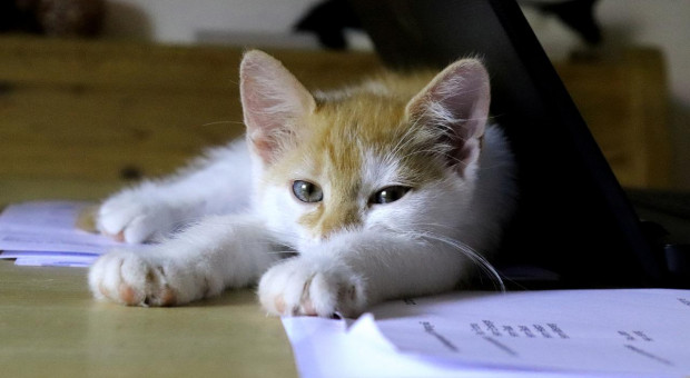 Nauczycielka straciła pracę, bo... jej kot przeszkadzał w lekcji online
