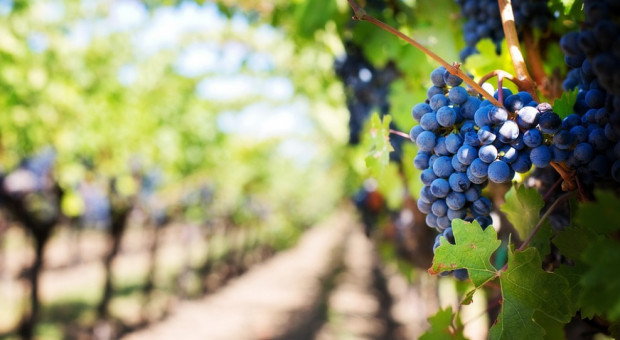 Francuskie zbiory winogron pod ochroną żandarmerii. "Misja prewencyjna"
