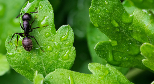 (Fot. unsplash.com/Shannona Pottera) Mrówki inspiracją w tworzeniu robotów