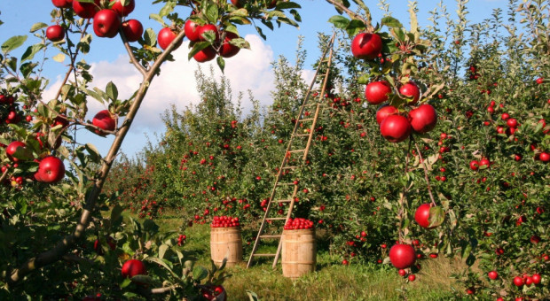 To był trudny rok dla sadownictwa. Ukraińcy nie palili się do zrywania jabłek