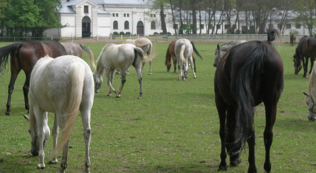 Pracownicy sławnej polskiej stadniny koni nie chcą nowej pani prezes