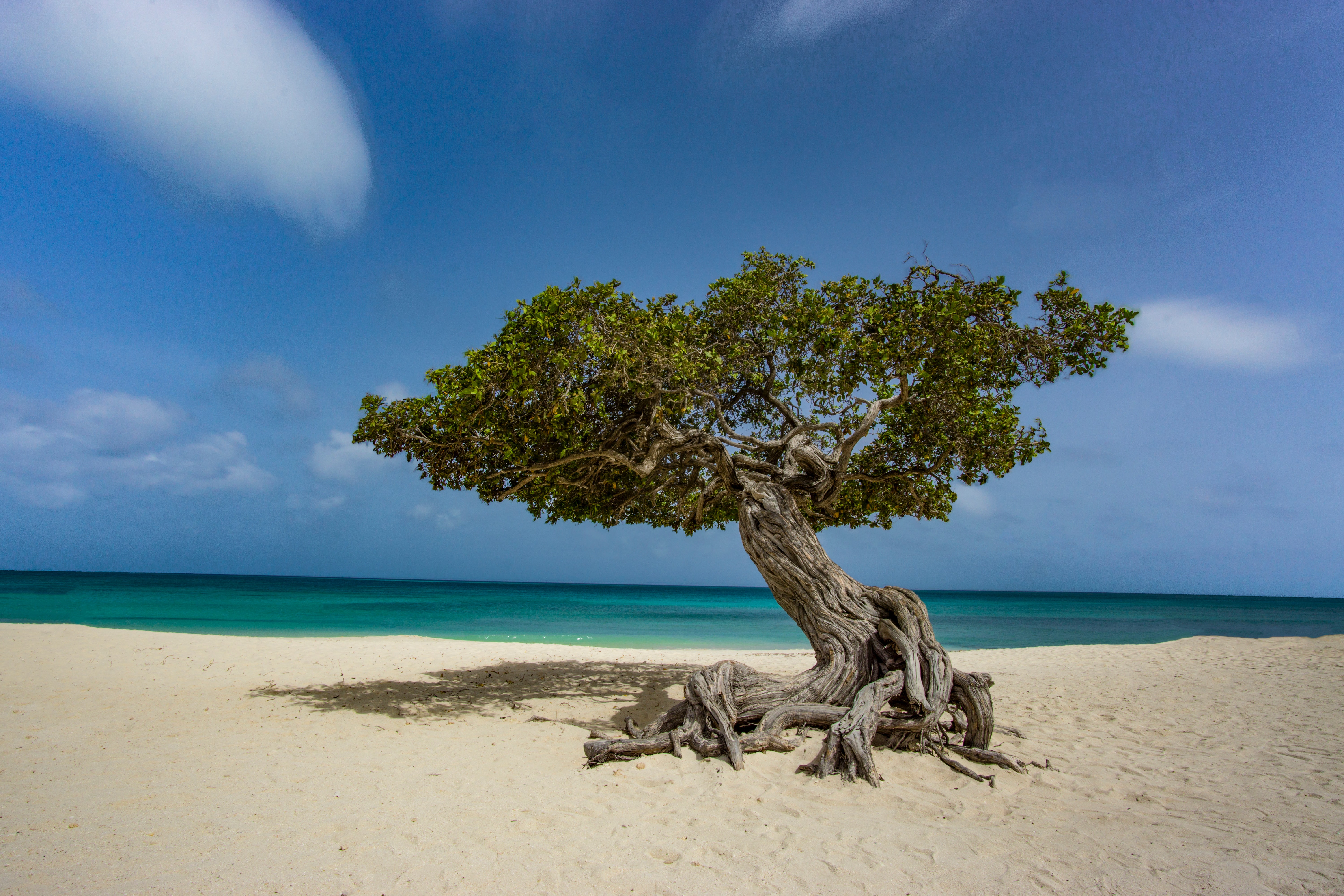 Eagle Beach to jedna z najpiękniejszych plaż na świecie. Na zdjęciu charakterystyczne drzewo caesalpinia coriaria (brezylka garbarska) (fot. Benjamin Rascoe/Unsplash)