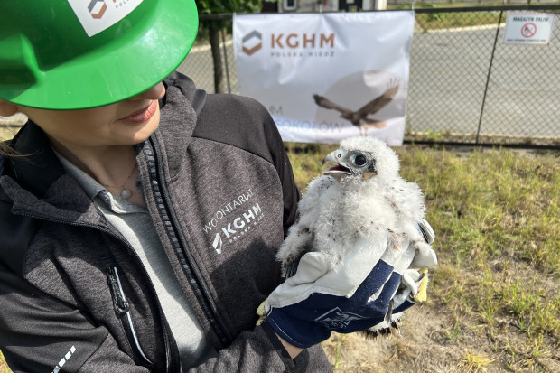 KGHM pomaga ratować jedne z najrzadszych ptaków w Polsce
