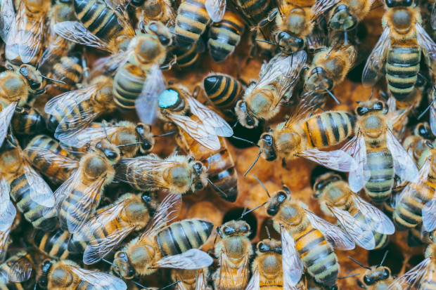 Syndrom królowej pszczół: gdy rzucamy kłody pod nogi podwładnym