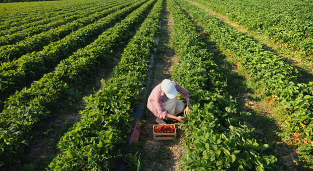 Wiceminister rolnictwa: musimy oprzeć się na cudzoziemskiej sile roboczej