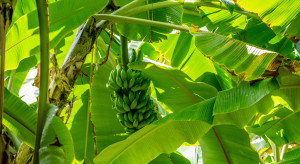 Niemieckie sieci handlowe oskarżone o naruszanie praw człowieka