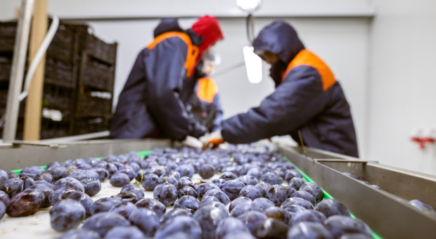 Polska ogranicza ruch bezwizowy. "Marnotrawstwo, na które nie stać gospodarki"